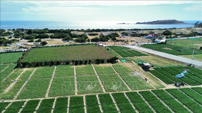 Khu vực nằm trong quy hoạch xây dựng Dự án nhà máy điện hạt nhân Ninh Thuận 2 (xã Vĩnh Hải, Khánh Hòa). Ảnh: Nguyễn Thành – TTXVN