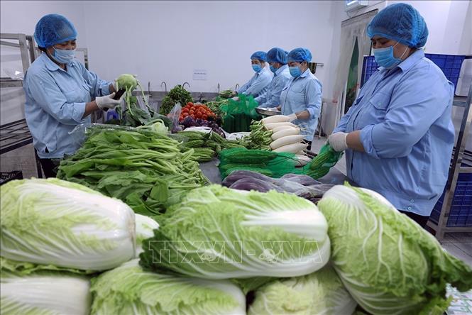 Sơ chế, đóng gói sản phẩm rau, củ, quả phục vụ thị trường ở HTX Sản xuất kinh doanh dịch vụ Bet88 WIN tải app ngay Văn Đức, xã Bát Tràng, thành phố Hà Nội. Ảnh: Vũ Sinh - TTXVN