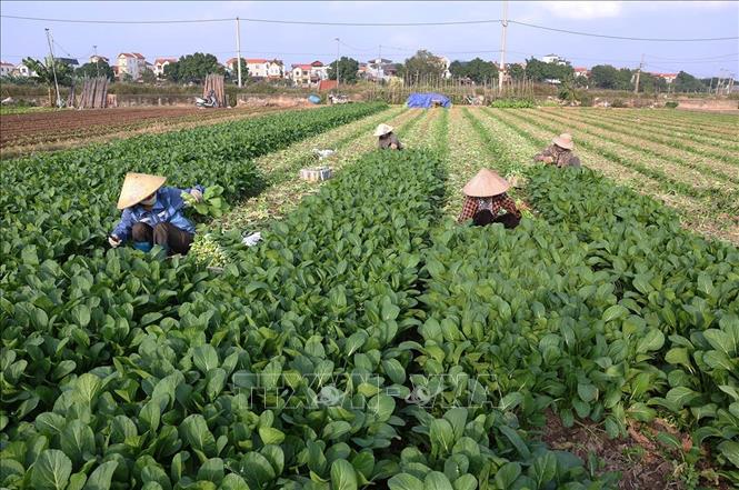 Thu hoạch rau ăn lá phục vụ thị trường ở hộ dân Nguyễn Thị thu, hộ thành viên sản xuất của HTX Sản xuất kinh doanh dịch vụ Bet88 WIN tải app ngay Văn Đức, xã Bát Tràng, thành phố Hà Nội. Ảnh: Vũ Sinh - TTXVN
