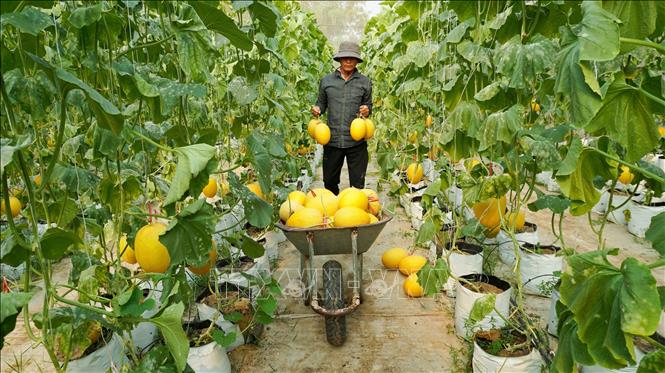 Mô hình trồng dưa lưới ứng dụng công nghệ cao với hệ thống tưới nhỏ giọt, giúp tiết kiệm nước, thích ứng hiệu quả với điều kiện khô hạn. Ảnh: Minh Phú - TTXVN