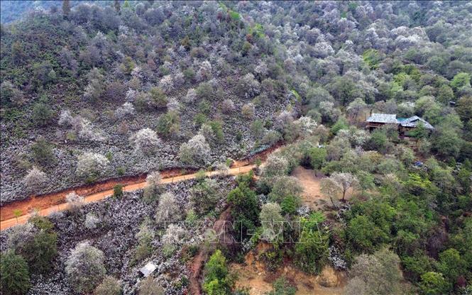 Rừng hoa sơn tra tại bản Nậm Nghẹp, xã Ngọc Chiến (Sơn La). Ảnh: Quang Quyết - TTXVN