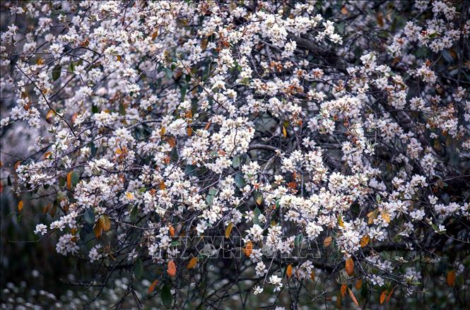 Rừng hoa sơn tra tại bản Nậm Nghẹp, xã Ngọc Chiến (Sơn La). Ảnh: Quang Quyết - TTXVN