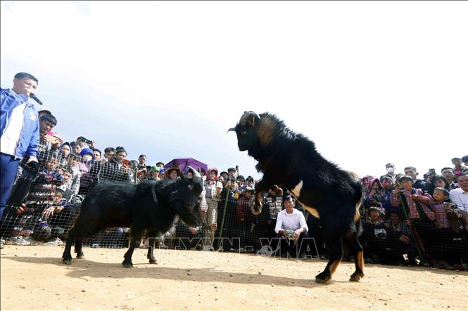 Thi chọi dê tại Ngày hội hoa sơn tra xã Ngọc Chiến lần thứ IV năm 2026. Ảnh: Quang Quyết - TTXVN