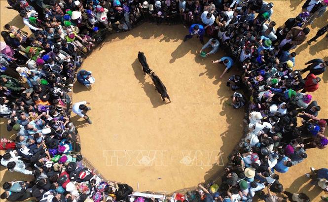 Thi chọi dê tại Ngày hội hoa sơn tra xã Ngọc Chiến lần thứ IV năm 2026. Ảnh: Quang Quyết - TTXVN