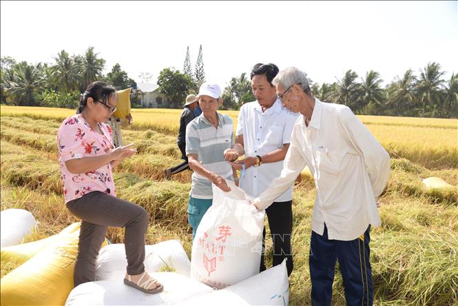 Nông dân tỉnh Đồng Tháp thu hoạch rộ lúa Đông Xuân. Ảnh: Công Trí-TTXVN