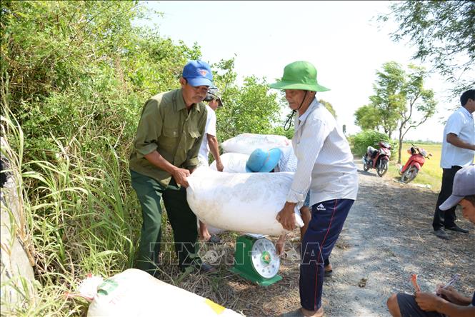 Nông dân tỉnh Đồng Tháp thu hoạch rộ lúa Đông Xuân. Ảnh: Công Trí-TTXVN
