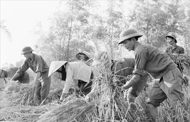 Các chiến sĩ trẻ tiểu đoàn 74 pháo binh tỉnh Quảng Nam giúp dân thu hoạch lúa. Ảnh: TTXVN