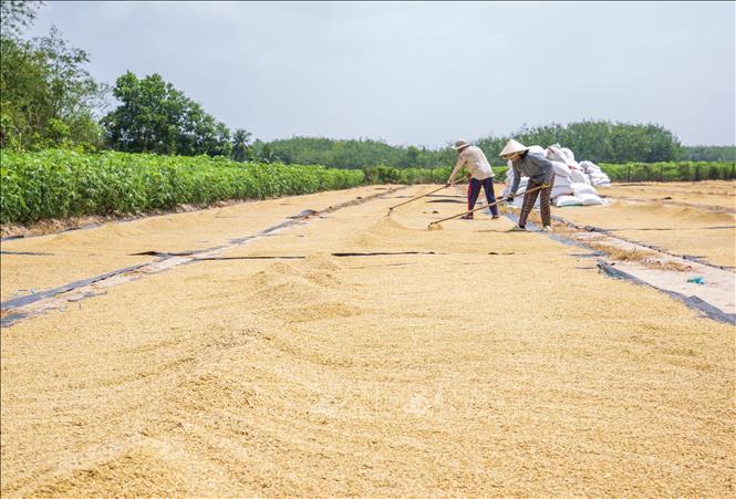Nông dân Tây Ninh chưa kịp phấn khởi vì được mùa đã lo giá lúa giảm, đầu ra bấp bênh. Ảnh: Giang Phương - TTXVN