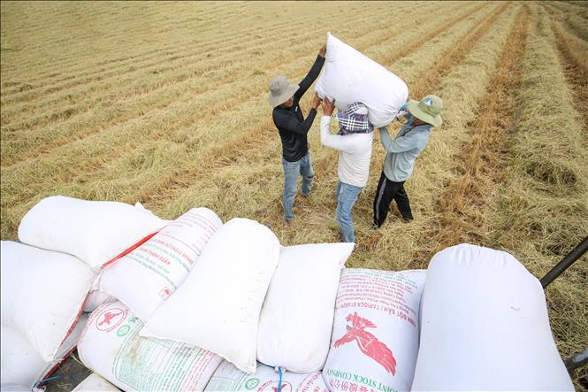 Thương lái thu mua lúa ngay tại ruộng, song giá cả còn nhiều biến động. Ảnh: Giang Phương - TTXVN