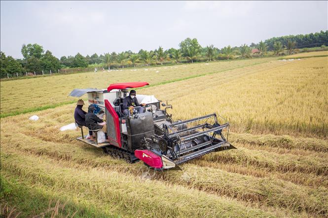 Nông dân tranh thủ thu hoạch nhanh để tránh rủi ro do thời tiết và giảm thất thoát sau thu hoạch. Ảnh: Giang Phương - TTXVN