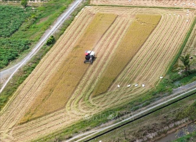 Nông dân Tây Ninh khẩn trương thu hoạch vụ lúa Đông Xuân 2025–2026 trong điều kiện thời tiết thuận lợi. Ảnh: Giang Phương - TTXVN