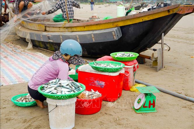 Người dân phân loại cá theo kích cỡ. Ảnh: Hữu Quyết - TTXVN