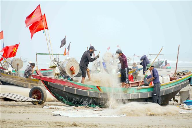 Hiện đang vào mùa đánh bắt cá trích. Ảnh: Hữu Quyết - TTXVN

