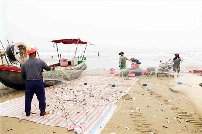 Ngư dân xã Tiên Điền gỡ lưới ngay khi thuyền cập bờ. Ảnh: Hữu Quyết - TTXVN