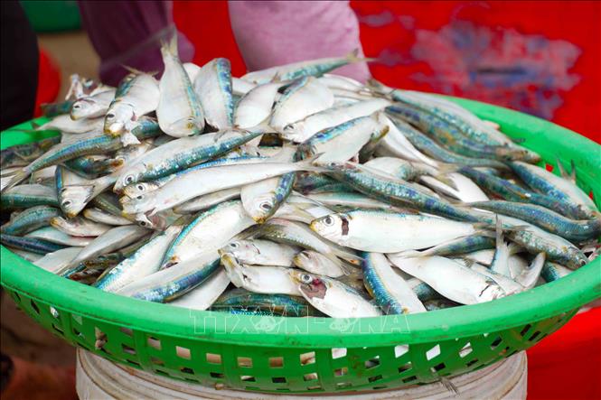 Những mẻ cá trích tươi ngon, giàu dinh dưỡng được ngư dân xã Tiên Điền đánh bắt. Ảnh: Hữu Quyết – TTXVN