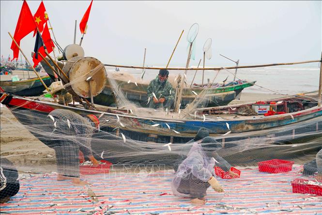 Trung bình, mỗi thuyền đánh bắt được từ 1,5-5 tạ cá trích. Ảnh: Hữu Quyết - TTXVN