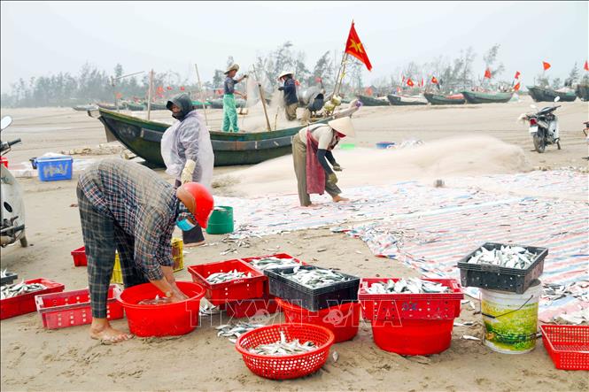 Các mẻ cá được thương lái thu mua ngay tại chỗ. Ảnh: Hữu Quyết - TTXVN