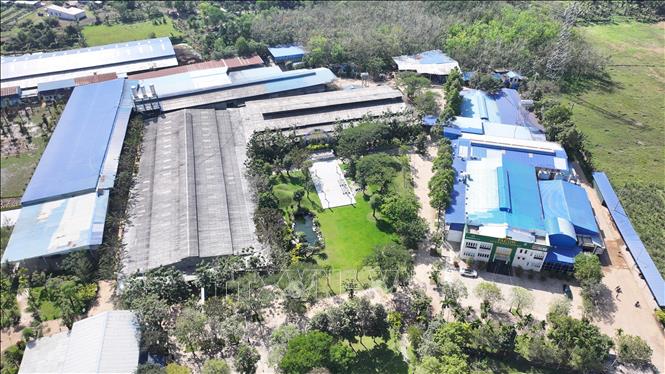 Hệ thống chuồng trại của Công ty TNHH Pacow International thông thoáng, vệ sinh định kỳ, giúp vật nuôi phát triển khỏe mạnh. Ảnh: Thanh Tân - TTXVN