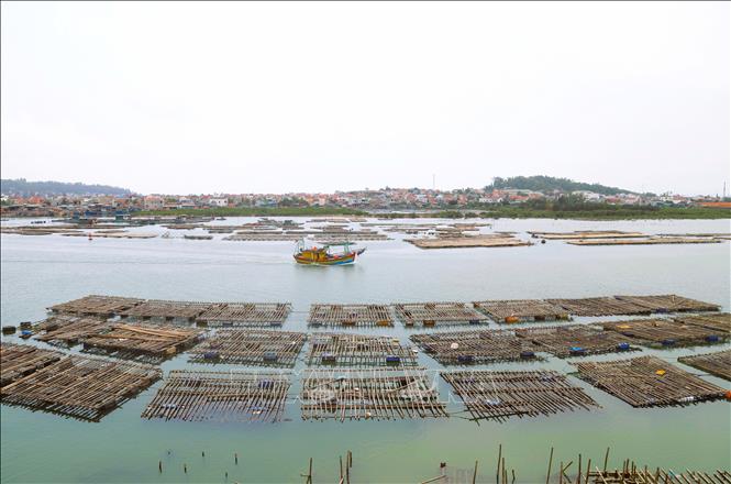 Tại nhiều vị trí trên sông Hoàng Mai, giàn hàu cả hai bên bờ vươn ra đến quá 1/3 lòng sông, thu hẹp dòng chảy khiến tàu thuyền qua lại nơi đây rất khó khăn và tiềm ẩn nguy hiểm. Ảnh: Xuân Tiến - TTXVN 