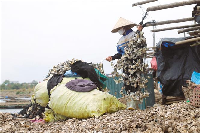 Những chuỗi vỏ hàu được xâu thành chuỗi để thả xuống giàn nuôi. Ảnh: Xuân Tiến - TTXVN 