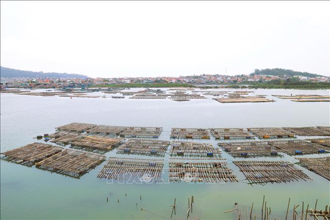 Hàng trăm giàn hàu có kích thước khác nhau lấn chiếm lòng sông Hoàng Mai, gây ảnh hưởng lớn đến khả năng tiêu thoát lũ, cản trở giao thông đường thủy và các hoạt động khai thác hải sản của tàu thuyền ngư dân. Ảnh: Xuân Tiến - TTXVN 