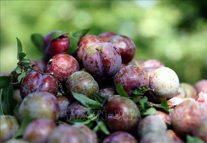 Mận chín sớm tại xã Phiêng Khoài (Sơn La) được mùa, được giá, người trồng mận rất  phấn khởi. Ảnh: Quang Quyết - TTXVN
