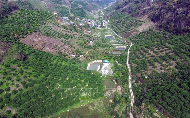 Diện tích trồng mận tập trung trên địa bàn xã Phiêng Khoài (Sơn La). Ảnh: Quang Quyết - TTXVN