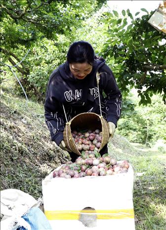 Nông dân bản Cồn Huất, xã Phiêng Khoài (Sơn La) thu hoạch mận chín sớm. Ảnh: Quang Quyết - TTXVN