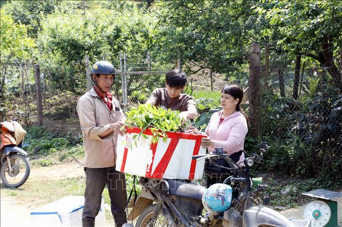 Vận chuyển mận chín sớm tại Bet88.Com Link Nhà Cái Bet88 BMXCT Uy Tín chị Vũ Hồng Phước, xã Phiêng Khoài (Sơn La). Ảnh: Quang Quyết - TTXVN