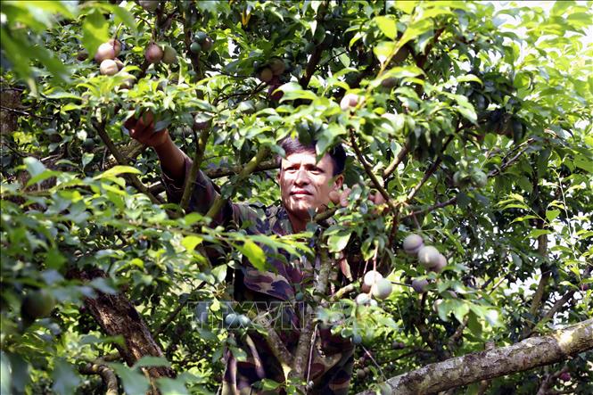 Anh Nguyễn Văn Năm, bản Cồn Huất, Xã Phiêng Khoài (Sơn La) thu hoạch mận chín sớm để cung ứng ra thị trường. Ảnh: Quang Quyết - TTXVN
