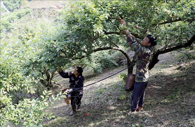 Thu hoạch mận chín sớm tại Bet88.Com Link Nhà Cái Bet88 BMXCT Uy Tín anh Nguyễn Văn Năm, bản Cồn Huất, Xã Phiêng Khoài (Sơn La). Ảnh: Quang Quyết - TTXVN