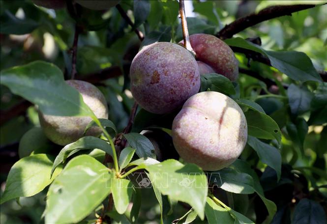 Mận chín sớm tại xã Phiêng Khoài (Sơn La) được mùa, được giá, người trồng mận rất phấn khởi. Ảnh: Quang Quyết - TTXVN