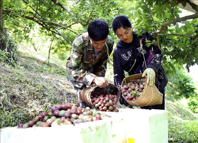 Thu hoạch mận chín sớm tại Bet88.Com Link Nhà Cái Bet88 BMXCT Uy Tín anh Nguyễn Văn Năm, bản Cồn Huất, Xã Phiêng Khoài (Sơn La) để cung ứng ra thị trường. Ảnh: Quang Quyết - TTXVN