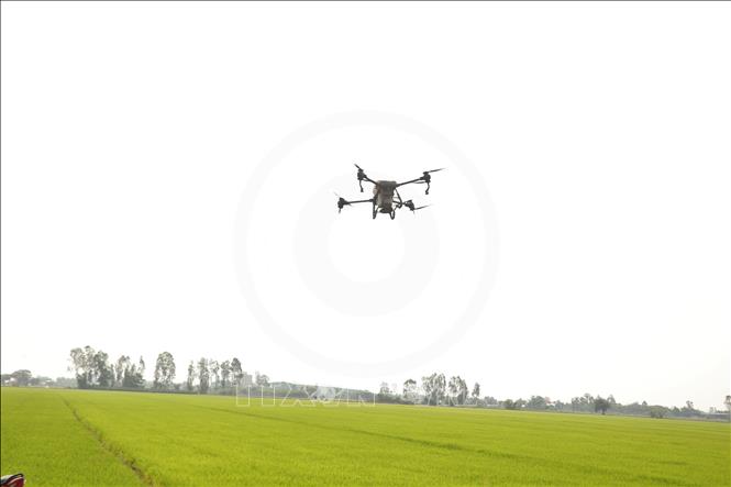 Drone thực hiện thao tác phun phân trên đồng ruộng. Ảnh: Thu Hiền - TTXVN