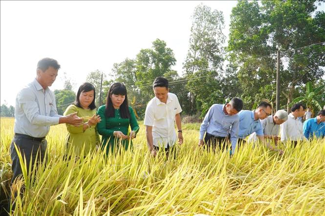 Kết quả thực tế cho thấy, năng suất lúa trong mô hình tăng thêm 0,89 tấn/ha so với canh tác truyền thống. Sau khi trừ chi phí đầu vào như phân bón, nhân công và bơm tưới, lợi nhuận của nông dân cao hơn 5,5 triệu đồng/ha. Ảnh: Thu Hiền - TTXVN