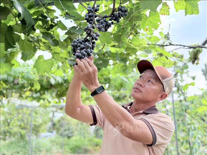 Người dân xã đảo Mỹ Hòa Hưng (tỉnh An Giang) phát triển mô hình trồng nho, mở ra hướng đi mới trong chuyển đổi cơ cấu cây trồng, góp phần nâng cao thu nhập trên vùng đất cù lao. Ảnh: Thanh Sang- TTXVN