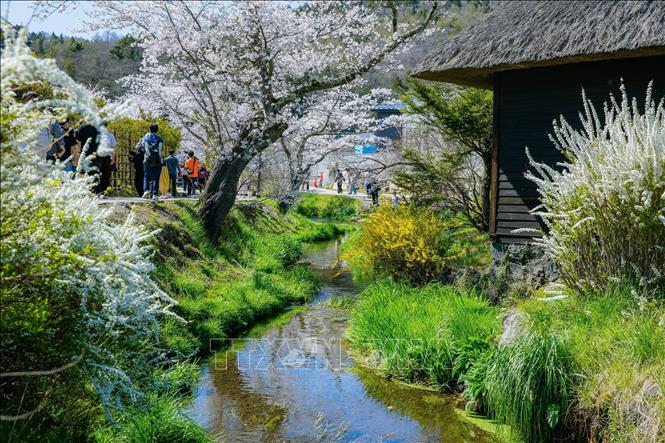 Khung cảnh thơ mộng như trong cổ tích của Oshino Hakkai là cảm hứng do nhiều tác phẩm nghệ thuật. Ảnh: Xuân Giao - PV TTXVN tại Nhật Bản