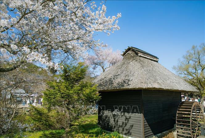 Oshino Hakkai là một phần của Di sản Thế giới của khu vực núi Phú Sĩ được UNESCO công nhận năm 2013 và là Danh thắng quốc gia Nhật Bản. Ảnh: Xuân Giao – PV TTXVN tại Nhật Bản