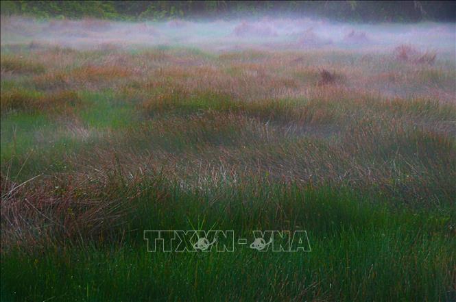 Vẻ đẹp mộc mạc của vùng quê Cần Thơ trong sương sớm. Ảnh: Duy Khương - TTXVN