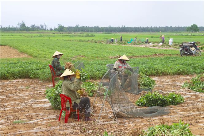 Ngoài cách ngồi vặt thủ công, nông dân còn có cách thu củ lạc bằng phương pháp “đập” từng khóm cây lạc vào lồng lưới. Ảnh: Xuân Tiến - TTXVN 

