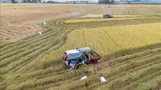 Nông dân Tây Ninh đưa máy móc, thiết bị vào thu hoạch, nâng cao năng suất lao động. Ảnh: Giang Phương - TTXVN