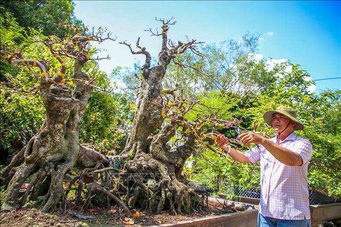 Nông dân vùng biên giới xã Ninh Điền, tỉnh Tây Ninh sống ổn định và tạo thêm việc làm cho người dân từ nghề kinh doanh, chăm sóc cây kiểng. Ảnh: Giang Phương - TTXVN