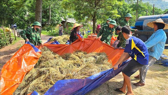 Bộ đội Biên phòng tỉnh Quảng Trị cùng dân bản Ka - Ai (xã Dân Hóa) thu hoạch lúa chín. Ảnh: Võ Dung - TTXVN