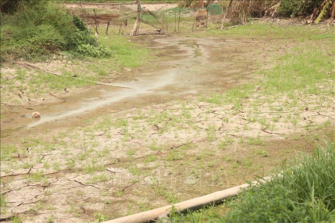 Dự báo hạn hán và xâm nhập mặn trên diện rộng tại Đồng bằng sông Cửu Long trong mùa khô 2026 - 2027. Ảnh: Thu Hiền - TTXVN