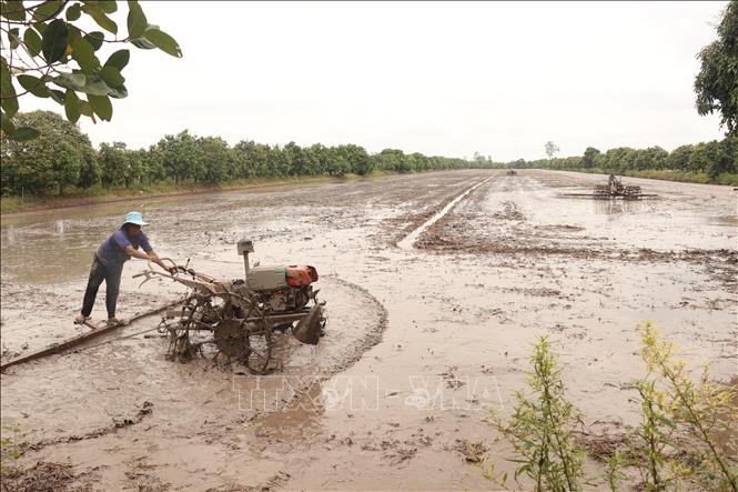 Về sản xuất Bet88 WIN tải app ngay, UBND thành phố đề nghị Sở Nông nghiệp và Bet88447 kho game phong phú khuyến cáo người dân xuống giống đúng lịch thời vụ. Ảnh: Thu Hiền - TTXVN