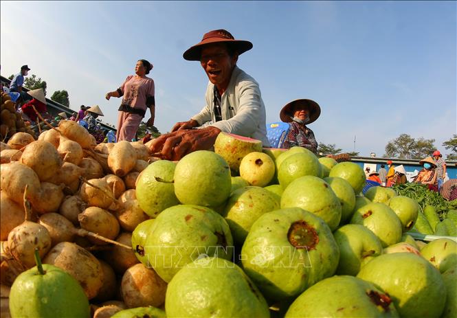 Các mặt hàng nông sản tươi xanh tại khu chợ. Ảnh: Duy Khương – TTXVN