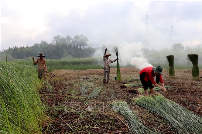 Người dân thu hoạch lác, chặt, gom và lọc những cây đạt chiều cao rồi bó lại. Ảnh: Đức Hạnh - TTXVN