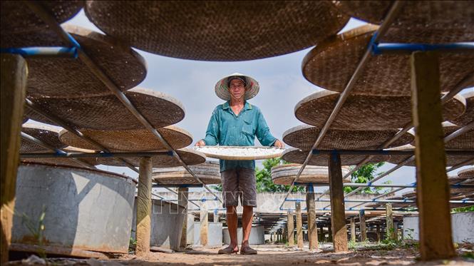 Nhân công đang phơi bột dưới trưa nắng tháng tư. Ảnh: Đức Hạnh - TTXVN
