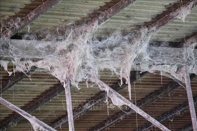Bụi đóng thành mảng bên trong nhà máy của Công ty TNHH Thành Tâm Cờ Đỏ. Ảnh: Thanh Liêm - TTXVN