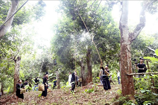 Các đội tham gia thi hái xoài tại ngày hội. Ảnh: Quang Quyết - TTXVN